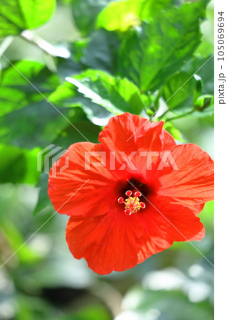 夏を彩る南国の花 105069694