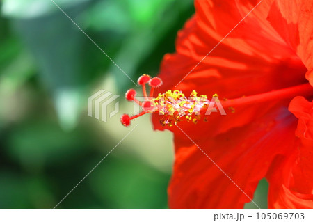 夏を彩る南国の花 夏を彩る南国の花 105069703