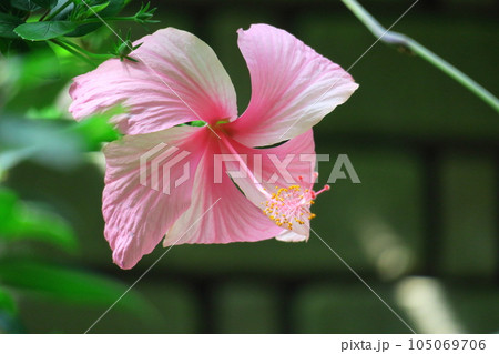夏を彩る南国の花 夏を彩る南国の花 105069706