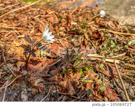 純白のキクザキイチゲの花 純白のキクザキイチゲの花 105069727