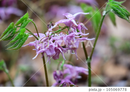 船の錨に似た花 船の錨に似た花 105069778