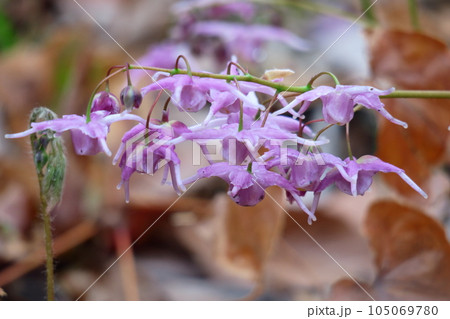 船の錨に似た花 船の錨に似た花 105069780