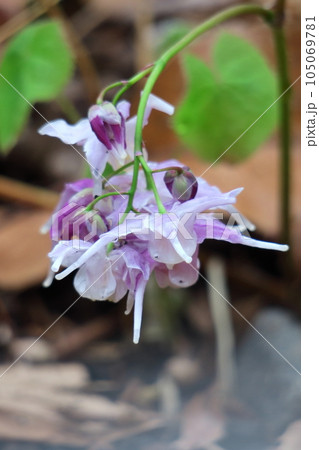 船の錨に似た花 船の錨に似た花 105069781