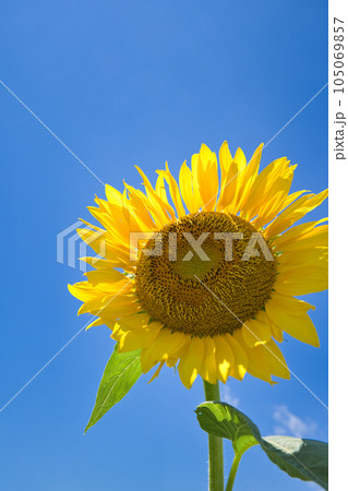 ひまわりと青空 ひまわりと青空 105069857