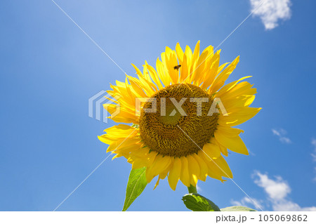 ひまわりと青空 ひまわりの周りを飛ぶ蜜蜂 ひまわりと青空 ひまわりの周りを飛ぶ蜜蜂 105069862