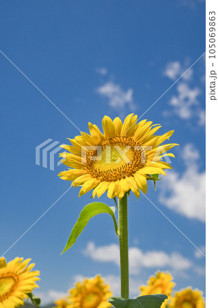 ひまわり畑 一輪のひまわり ひまわり畑 一輪のひまわり 105069863
