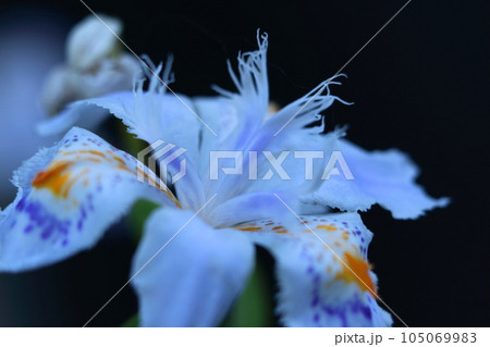 種子のない花 105069983