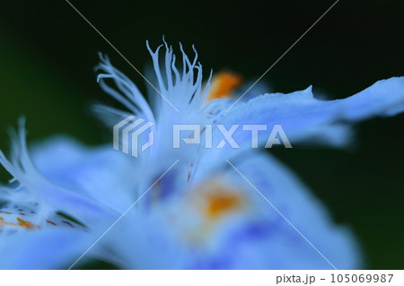 種子のない花 105069987