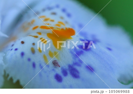 種子のない花 105069988