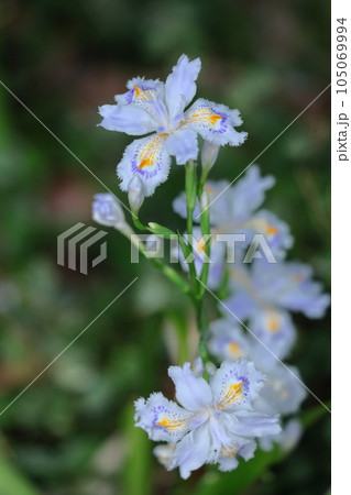 種子のない花 105069994