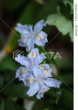 種子のない花 105070008