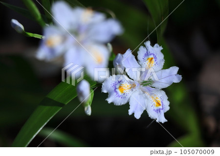 種子のない花 105070009