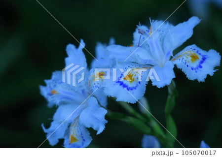 種子のない花 種子のない花 105070017