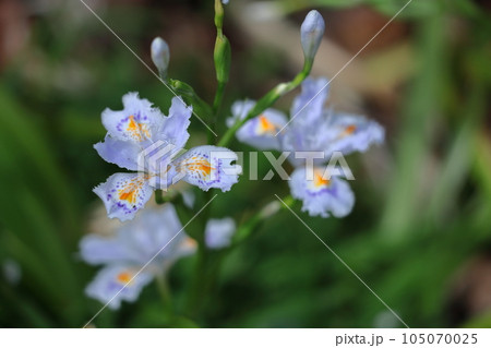 種子のない花 種子のない花 105070025