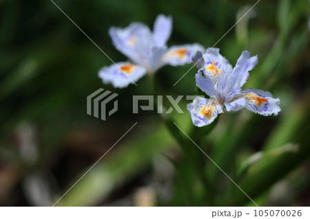 種子のない花 種子のない花 105070026