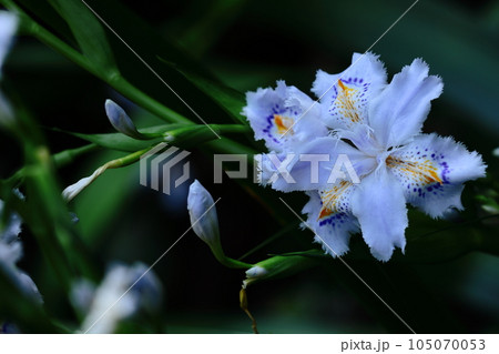 種子のない花 105070053