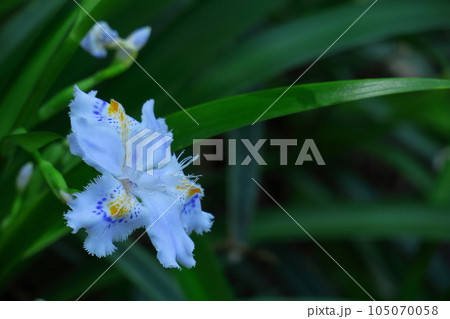 種子のない花 105070058