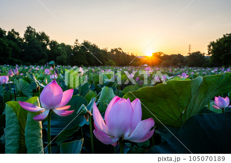 朝日に照らされるハスの花　水元公園より 105070189