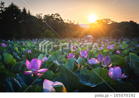 朝日に照らされるハスの花 水元公園より 朝日に照らされるハスの花 水元公園より 105070192
