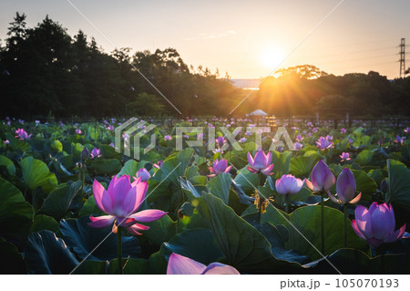 朝日に照らされるハスの花 水元公園より 朝日に照らされるハスの花 水元公園より 105070193