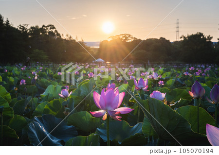 朝日に照らされるハスの花　水元公園より 105070194