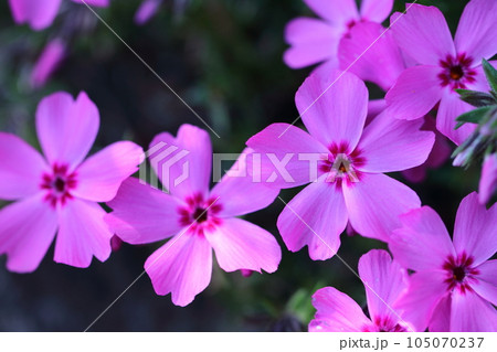 地面を覆いつくすように咲き誇る 105070237