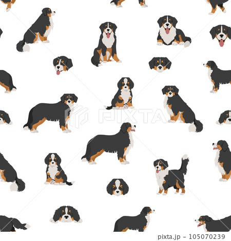 Bernese mountain dog seamless, pattern. Different poses, Bernese sennenhund puppy. 105070239