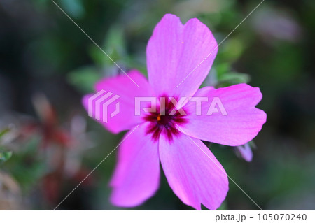 地面を覆いつくすように咲き誇る 105070240