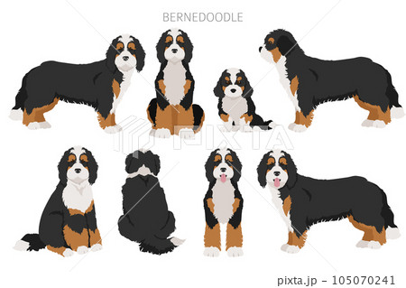 Bernedoodle mix breed clipart. Different coat colors and poses set 105070241