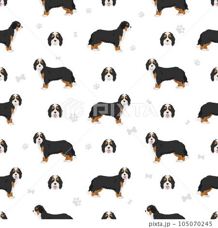 Bernedoodle mix breed seamless pattern. Different coat colors and poses set 105070245
