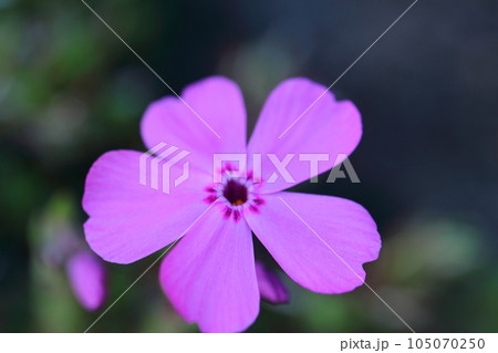 地面を覆いつくすように咲き誇る 105070250