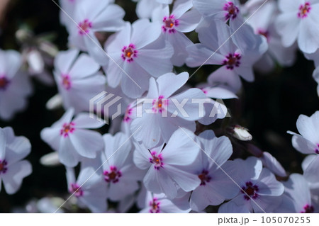 地面を覆いつくすように咲き誇る 105070255