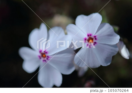 地面を覆いつくすように咲き誇る 105070264