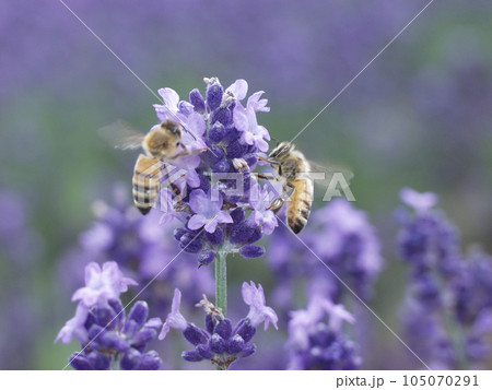 蜂が群がるラベンダー 105070291