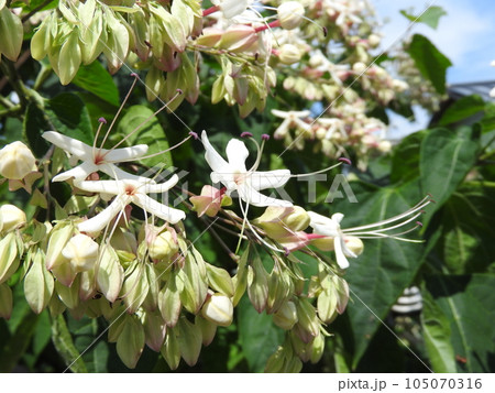 クサギの花 クサギの花 105070316