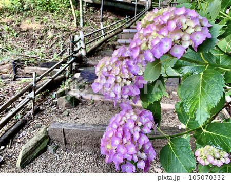 九十九折りの階段脇に咲く紫陽花［形原温泉あじさいの里/愛知県蒲郡市］ 105070332