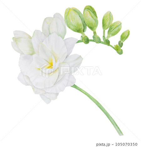 Watercolor clipart of white freesia flowers. Hand drawn floral illustration for wedding invitations, floristic, beauty salon. Tropical, spring blossom 105070350