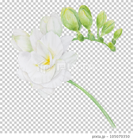 Watercolor clipart of white freesia flowers. Hand drawn floral illustration for wedding invitations, floristic, beauty salon. Tropical, spring blossom 105070350