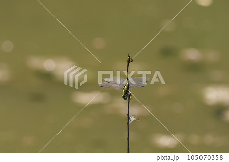 水辺の枝に逆立ちのようにとまるウチワヤンマ　トンボ 105070358