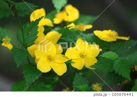 鮮やかな黄金色に咲く 105070441