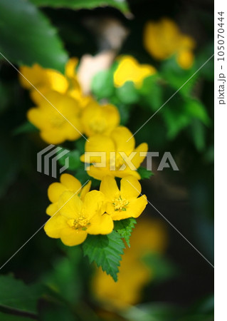 鮮やかな黄金色に咲く 鮮やかな黄金色に咲く 105070444