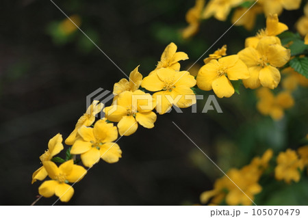 鮮やかな黄金色に咲く 105070479