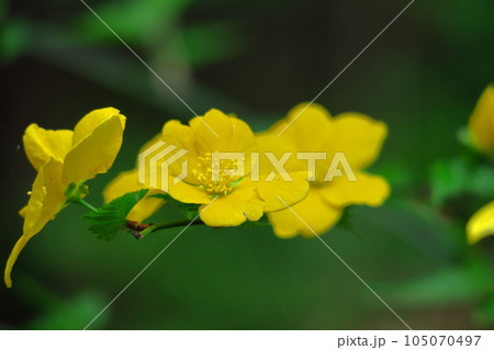 鮮やかな黄金色に咲く 105070497