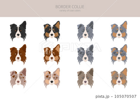 Border collie clipart. Different poses, coat colors set Border collie clipart. Different poses, coat colors set 105070507