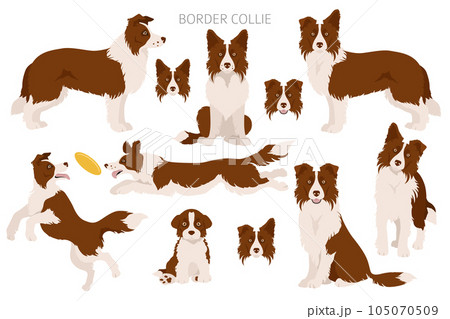 Border collie clipart. Different poses, coat colors set Border collie clipart. Different poses, coat colors set 105070509