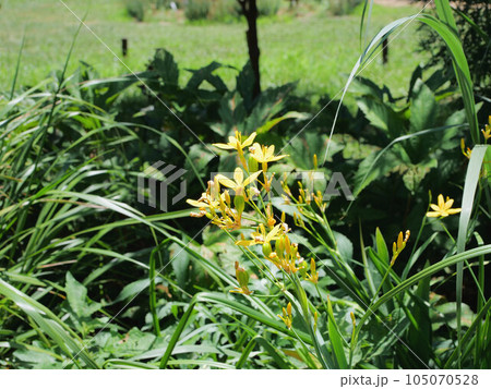 キバナヒオウギ 105070528