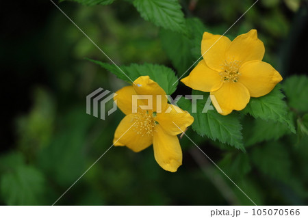 鮮やかな黄金色に咲く 105070566