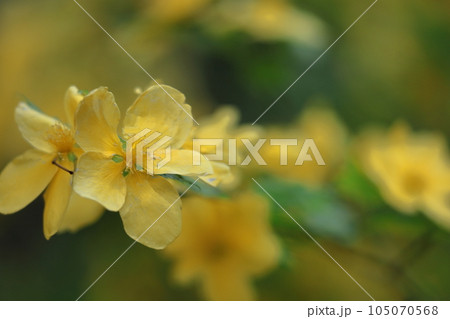 鮮やかな黄金色に咲く 105070568