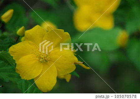 鮮やかな黄金色に咲く 105070578