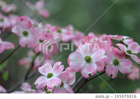 アメリカからの贈り物 105070816